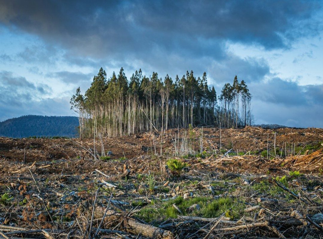 A small cluster of tall trees surrounded by a vast area of cleared forest